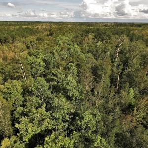 Photo #2 of SOLD property in Off Keene Road, Marion, SC 101.8 acres