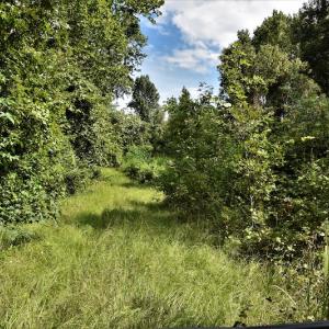 Photo #3 of SOLD property in Off Keene Road, Marion, SC 101.8 acres