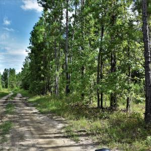 Photo #5 of SOLD property in Off Keene Road, Marion, SC 101.8 acres