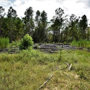 Photo #6 of SOLD property in Off Keene Road, Marion, SC 101.8 acres