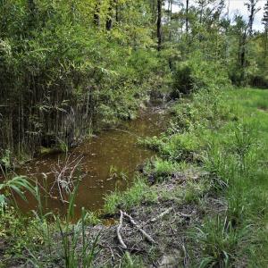 Photo #7 of SOLD property in Off Keene Road, Marion, SC 101.8 acres