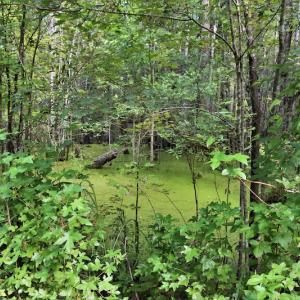 Photo #9 of SOLD property in Off Keene Road, Marion, SC 101.8 acres