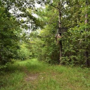 Photo #10 of SOLD property in Off Keene Road, Marion, SC 101.8 acres