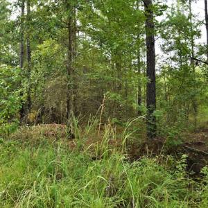 Photo #11 of SOLD property in Off Keene Road, Marion, SC 101.8 acres