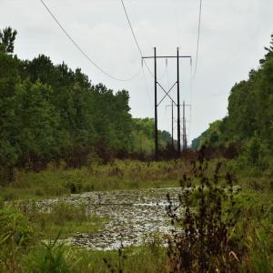 Photo #6 of SOLD property in Off Keene Road, Marion, SC 101.8 acres