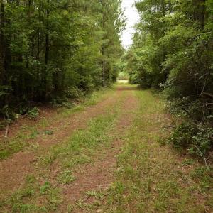 Photo #7 of SOLD property in Off Keene Road, Marion, SC 101.8 acres