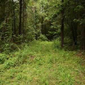 Photo #8 of SOLD property in Off Keene Road, Marion, SC 101.8 acres