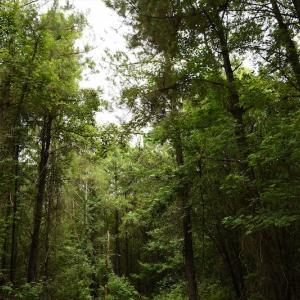 Photo #9 of SOLD property in Off Keene Road, Marion, SC 101.8 acres