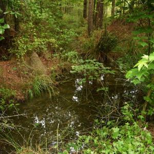 Photo #10 of SOLD property in Off Keene Road, Marion, SC 101.8 acres