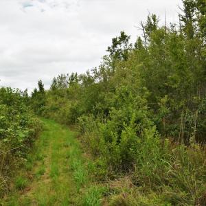 Photo #11 of SOLD property in Off Keene Road, Marion, SC 101.8 acres