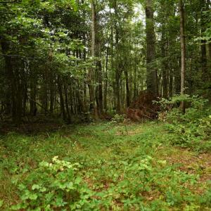 Photo #3 of SOLD property in Off Keene Road, Marion, SC 101.8 acres