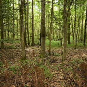 Photo #4 of SOLD property in Off Keene Road, Marion, SC 101.8 acres