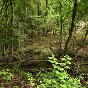 Photo #5 of SOLD property in Off Keene Road, Marion, SC 101.8 acres