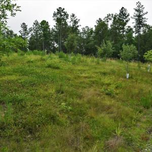 Photo #11 of SOLD property in 849 Strother Road, Union, SC 201.0 acres