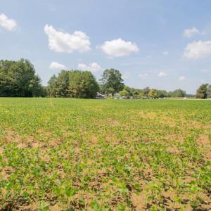 Photo #12 of Off Highway 258,  Rich Square , NC 27.8 acres