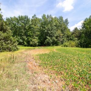 Photo #14 of Off Highway 258,  Rich Square , NC 27.8 acres