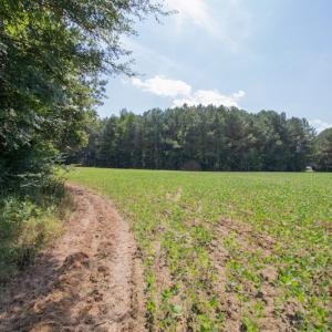 Photo #15 of Off Highway 258,  Rich Square , NC 27.8 acres