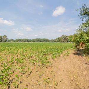Photo #18 of Off Highway 258,  Rich Square , NC 27.8 acres