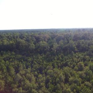 Photo #11 of Off John Owen Rd, White Oak, NC 18.6 acres