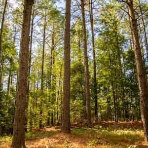 Photo #11 of SOLD property in Off Hwy 24-27 W, Mt. Gilead, NC 46.1 acres