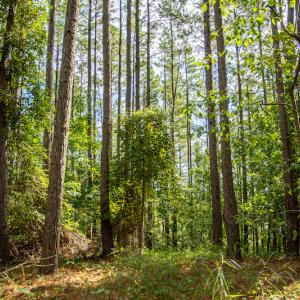 Photo #12 of SOLD property in Off Hwy 24-27 W, Mt. Gilead, NC 46.1 acres