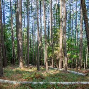 Photo #13 of SOLD property in Off Hwy 24-27 W, Mt. Gilead, NC 46.1 acres