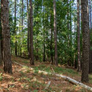 Photo #14 of SOLD property in Off Hwy 24-27 W, Mt. Gilead, NC 46.1 acres
