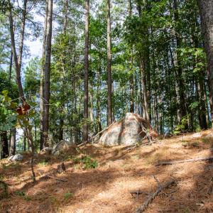 Photo #16 of SOLD property in Off Hwy 24-27 W, Mt. Gilead, NC 46.1 acres