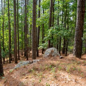 Photo #17 of SOLD property in Off Hwy 24-27 W, Mt. Gilead, NC 46.1 acres