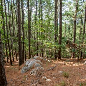 Photo #18 of SOLD property in Off Hwy 24-27 W, Mt. Gilead, NC 46.1 acres