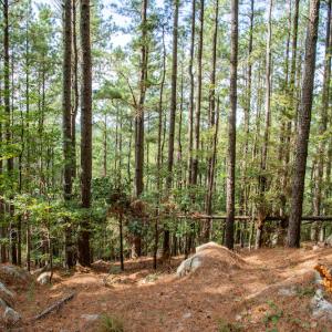Photo #19 of SOLD property in Off Hwy 24-27 W, Mt. Gilead, NC 46.1 acres