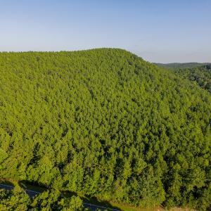 Photo #3 of SOLD property in Off Hwy 24-27 W, Mt. Gilead, NC 46.1 acres