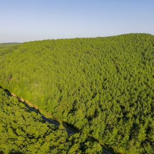 Photo #4 of SOLD property in Off Hwy 24-27 W, Mt. Gilead, NC 46.1 acres