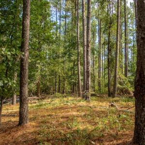 Photo #10 of SOLD property in Off Hwy 24-27 W, Mt. Gilead, NC 46.1 acres
