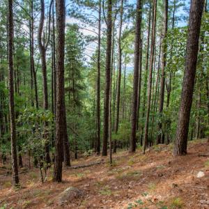 Photo #21 of SOLD property in Off Hwy 24-27 W, Mt. Gilead, NC 46.1 acres