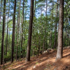 Photo #22 of SOLD property in Off Hwy 24-27 W, Mt. Gilead, NC 46.1 acres