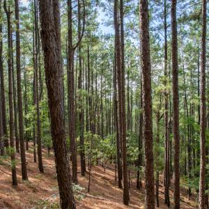 Photo #23 of SOLD property in Off Hwy 24-27 W, Mt. Gilead, NC 46.1 acres