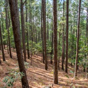 Photo #24 of SOLD property in Off Hwy 24-27 W, Mt. Gilead, NC 46.1 acres