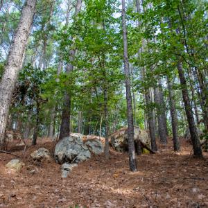 Photo #25 of SOLD property in Off Hwy 24-27 W, Mt. Gilead, NC 46.1 acres