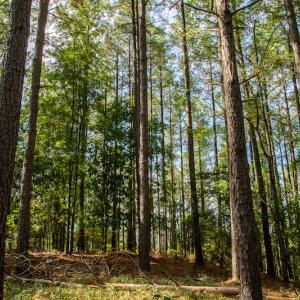 Photo #27 of SOLD property in Off Hwy 24-27 W, Mt. Gilead, NC 46.1 acres