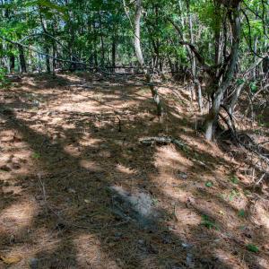 Photo #29 of SOLD property in Off Hwy 24-27 W, Mt. Gilead, NC 46.1 acres