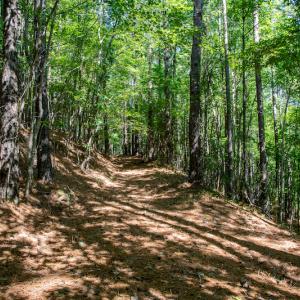 Photo #31 of SOLD property in Off Hwy 24-27 W, Mt. Gilead, NC 46.1 acres