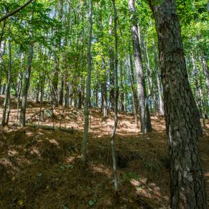 Photo #32 of SOLD property in Off Hwy 24-27 W, Mt. Gilead, NC 46.1 acres