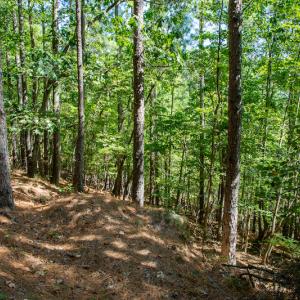 Photo #33 of SOLD property in Off Hwy 24-27 W, Mt. Gilead, NC 46.1 acres