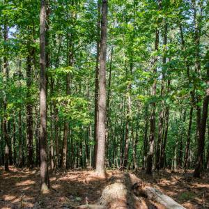 Photo #35 of SOLD property in Off Hwy 24-27 W, Mt. Gilead, NC 46.1 acres
