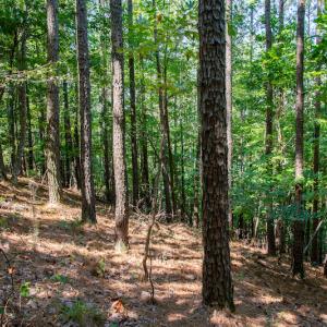 Photo #36 of SOLD property in Off Hwy 24-27 W, Mt. Gilead, NC 46.1 acres
