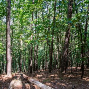 Photo #37 of SOLD property in Off Hwy 24-27 W, Mt. Gilead, NC 46.1 acres