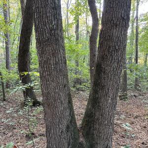 Photo #11 of 545 Holly Grove School Road, West End, NC 1.0 acres