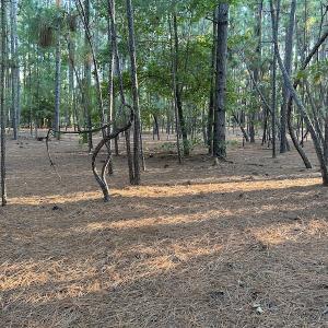 Photo #15 of 545 Holly Grove School Road, West End, NC 1.0 acres