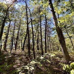 Photo #15 of SOLD property in Off Doe Circle, Clifton Forge, VA 10.6 acres